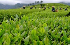 茶園中茶葉的農藥殘留是如何產生的？